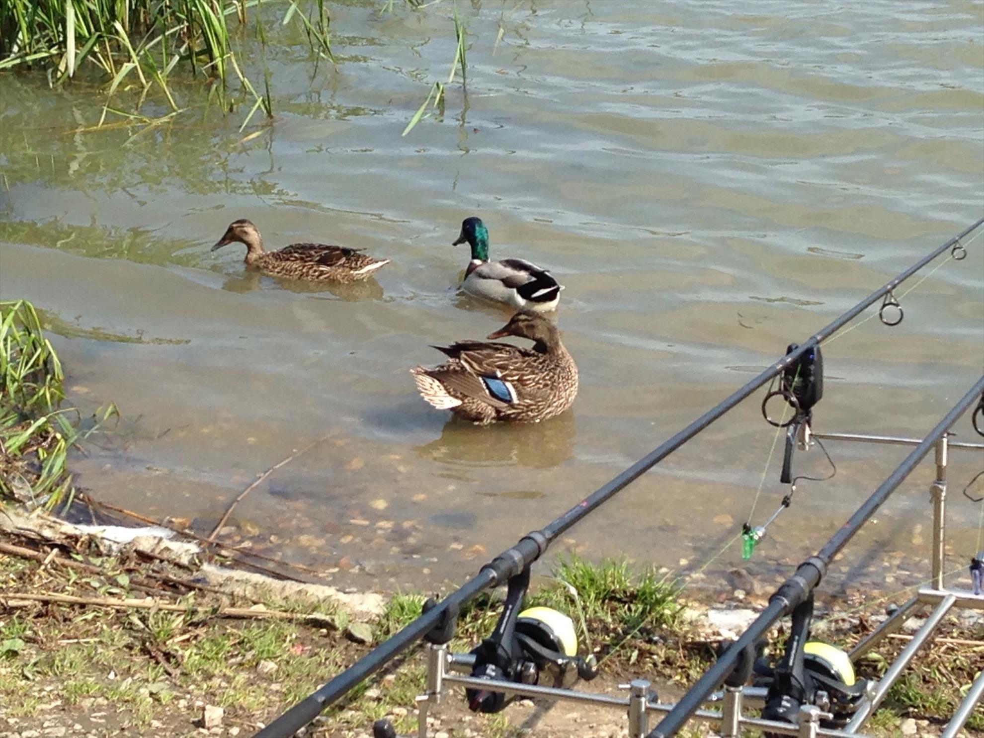 Pescuit Sportiv - image1.jpg